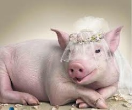 Pig Bride